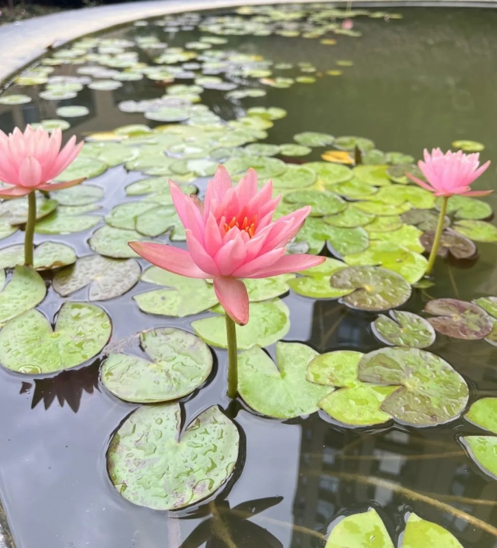 夏日醉美實景園林，讓生活慢下來(lái)！