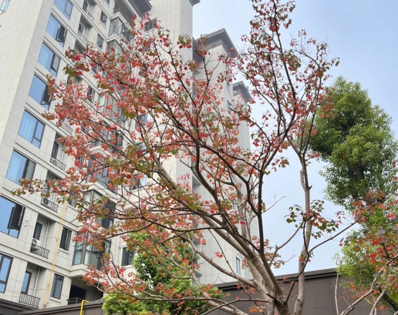 住進花園洋房，開啓浪漫優雅生活！